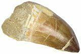 Large, Fossil Mosasaur (Thalassotitan) Tooth - Morocco #364157-1